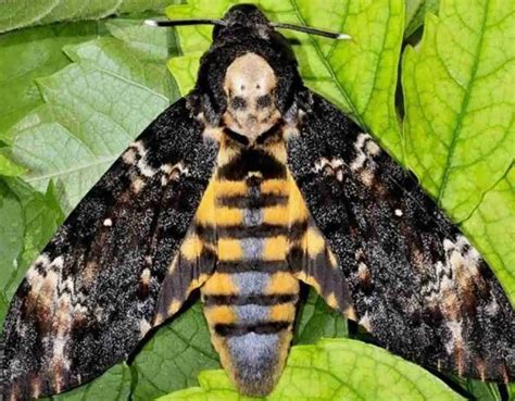 sfinge testa  morto acherontia atropos una falena sempre piu rara