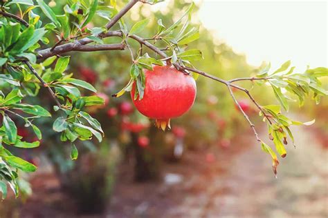 pomegranate trees  varieties growing guide care problems