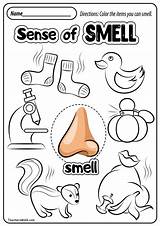 Senses Kindergarten Smell Preescolar Teachersmag Sentidos Caras Meaningofyourdreams sketch template