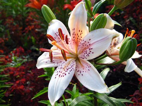 flower homes lily color  flowers
