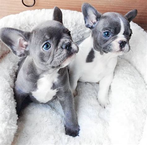 grey  white french bulldog  sale image bleumoonproductions