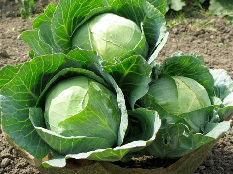growing cabbages  kenya  wealth  employment creation brassica
