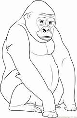 Gorilla Coloring Pages Cute Silverback Mountain Color Ape Printable Kids Sheet Print Getdrawings Getcolorings Gorillas Coloringpages101 Animals Colorings Gigantic sketch template
