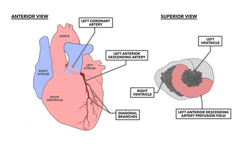 crossfit  heart part  coronary circulation