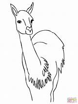 Guanaco Coloring America South Curious Capybara Pages Printable Clipart Realistic Color Comments Getcolorings Map Library Coloringhome Unbelievable Categories sketch template