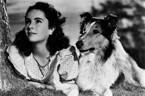Lassie Photos From Rin Tin Tin To Snowy In Tintin—hollywoods Most