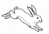Hare Drawing Rabbit Kids Arctic Running Tortoise Tempo Easter Standing Clipartmag Peter Slowly Story Skull Face Teach Movement Move sketch template