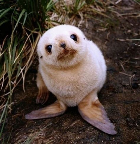 cutest  animals wikihowo