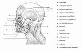 Facial Blank Anatomy Labeled Unlabeled Worksheet Sketchite Enfermagem Physiology sketch template