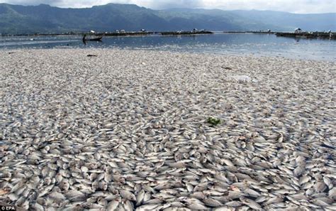 taiwanese chemical spill thought   mass fish die   vietnam