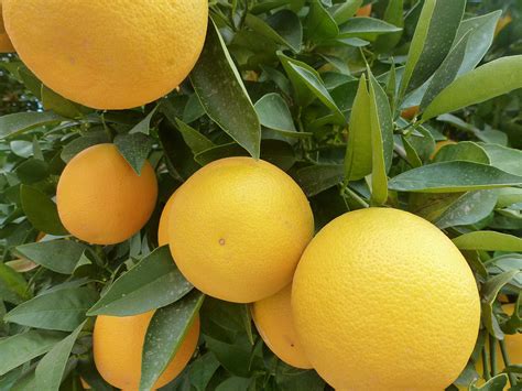 Asian Citrus Fruit Tree Ground Breaking Research Sex Pheromone Of