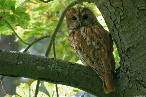 waldkauz foto bild nature natur vogel bilder auf fotocommunity