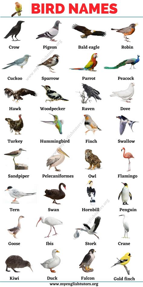 bird names list   names  birds  english   picture