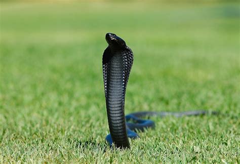 king cobra true wildlife creatures