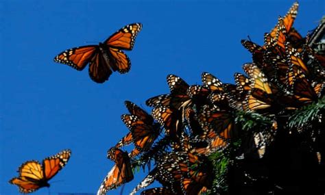monarch butterfly migration to mexico jumps after years of decline