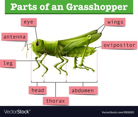 diagram showing  parts  grasshopper vector image