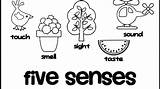 Coloring Pages Senses Sound Five Getcolorings Getdrawings sketch template