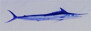 Afbeeldingsresultaten voor "Tetrapturus Belone". Grootte: 292 x 102. Bron: adriaticnature.com
