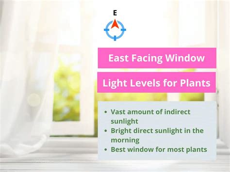 light levels  plants explained   guide
