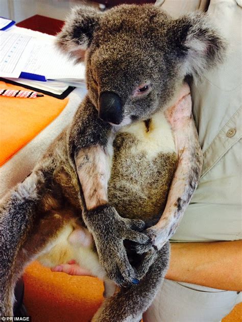koalas cured of chlamydia after australian scientists carry out