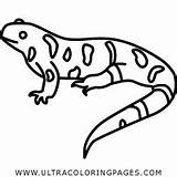 Salamander Coloring Spotted Yellow Amphibian Mole Ohio Icon Getcolorings Iconfinder Amphibians sketch template