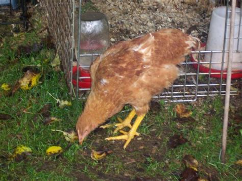 anyone have pictures of there red sex link chickens at 16 weeks of age