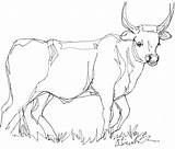 Cow Drawing Line Cattle Yard Steer Front Drawings Ink Getdrawings Longhorn Pen Never Now Pic Paintingvalley sketch template