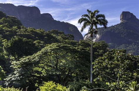 parque nacional  floresta da tijuca rio de janeiro brasil guia de