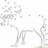 Deer Dot Grass Standing Dots Connect Formosan Sika Worksheet sketch template
