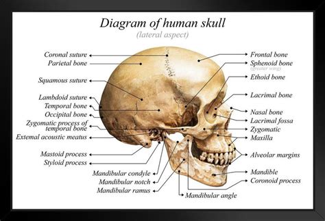 human skull diagram anatomy educational chart framed poster   poster foundry