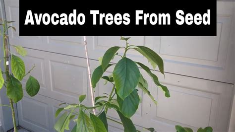 Avocado Trees Grown From Seed 15 Months Old Youtube