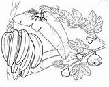 Coloring Banana Bananas Tree Pages Plants Bunch Tale Despereaux Fruits Monkey Cherry Gif Fig Printable Clip Bee Eating Pineapple Pear sketch template