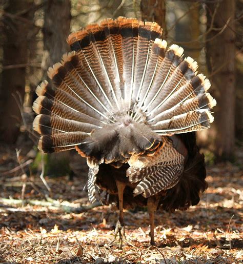 Displaying Of The Tail Feathers A Large Male Wild Turkey