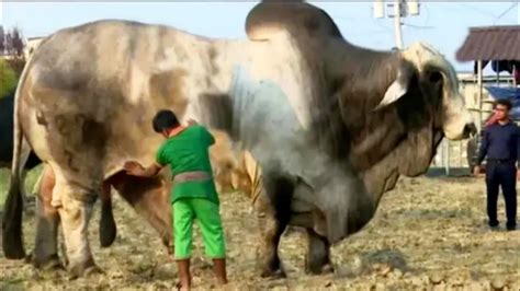 ये गाय है या दानव Top 5 Big Cows In The World Guinness World Record Of