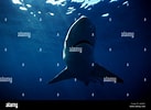Afbeeldingsresultaten voor "carcharhinus Brachyurus". Grootte: 137 x 100. Bron: www.alamy.com