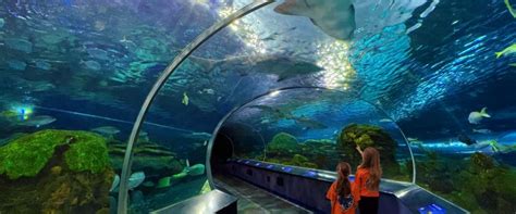 ripleys aquarium  canada day camps toronto marine biology
