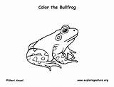 Bullfrog Coloring Labeling Exploringnature Sponsors Wonderful Support Please sketch template