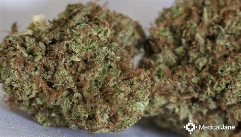 pine og marijuana strain review