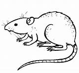 Rat Coloring Underground Pages Drawing Animals Animal Coloringcrew Card Getdrawings Printable Line sketch template