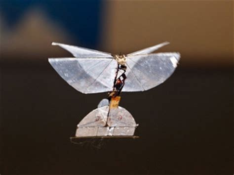 insect drones myth  reality cryptoville