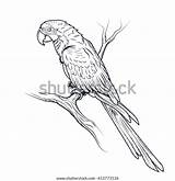 Illustration Macaw Ara Parrot Coloring sketch template