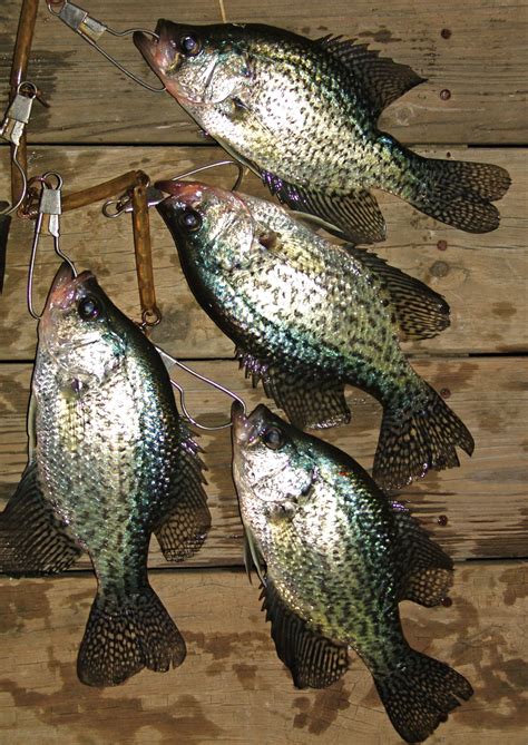 art landers outdoors crappie  highly popular native game fish abundant  kentucky