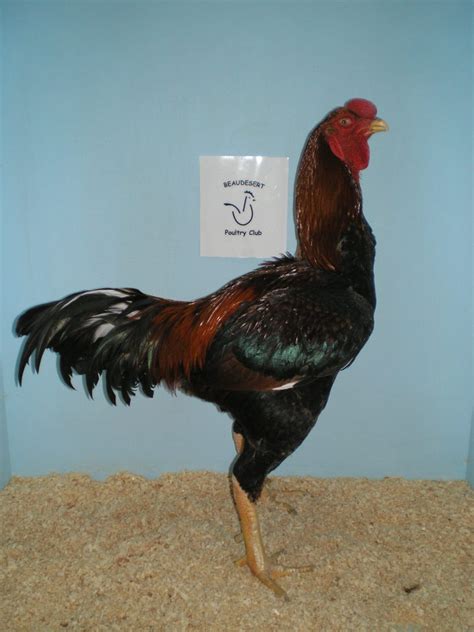 malay game poultry hub australia