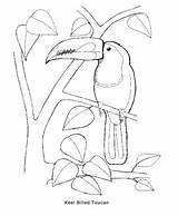 Coloring Toucan Billed Keel Designlooter Pdf Cover Getdrawings Capybara 12kb 487px sketch template
