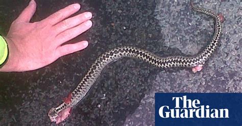 An Adder On Yorkshire S Big Bike Ride Cycling The Guardian