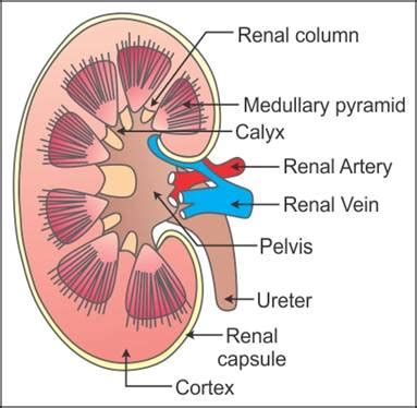 draw   labelled diagram      kidney label   parts kzkizryy