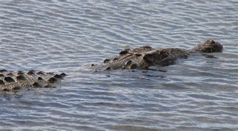 alligator in the villages moved to gatorland bogin