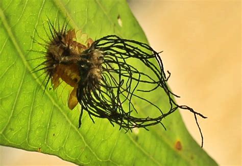 tortoise beetle larva    india whats  bug
