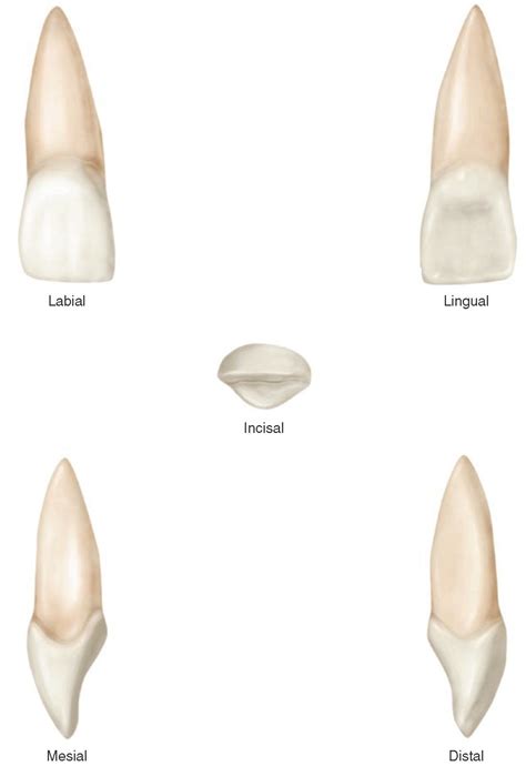 permanent maxillary incisors dental anatomy physiology