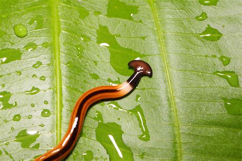 giant predatory worms  invaded france
